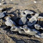 Hunderte Babyschildkröten geboren