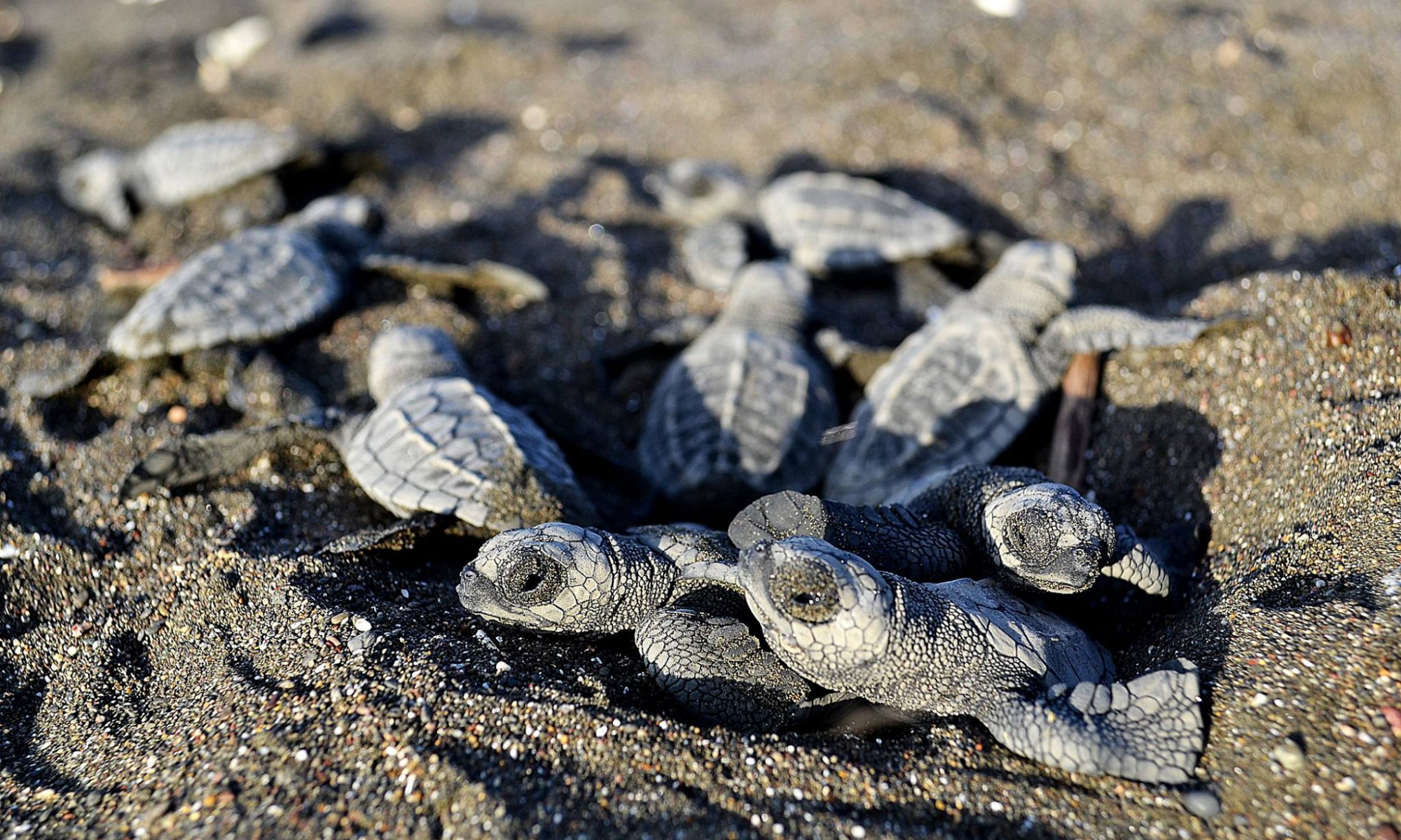 Babyschildkröten am Playa Ostional in Costa Rica