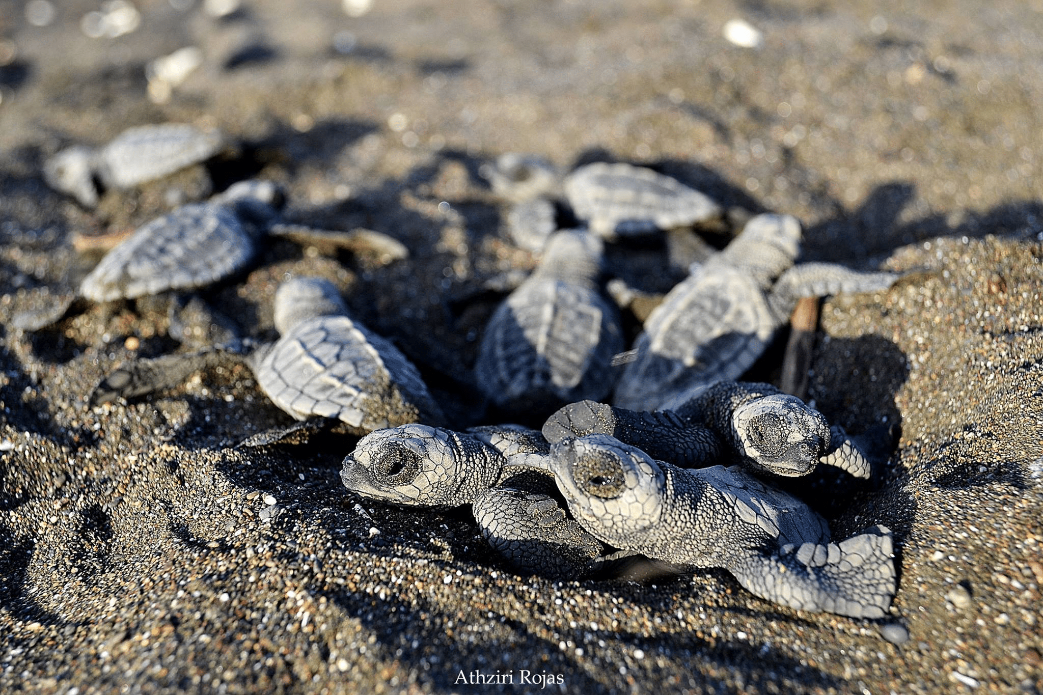 Hunderte Babyschildkröten geboren 2023