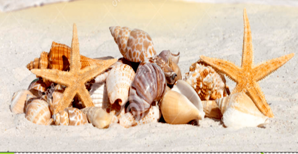 Muscheln bitte einfach liegen lassen - ja sie sind interessante Meeresbewohner und ein beliebtes Mitbringsel. Bitte die Finger davon lasseneine Souvenirs vom Meer