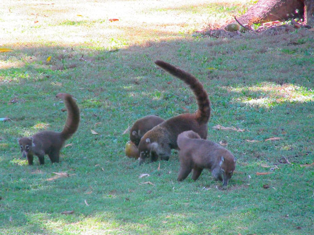 Bisote - Nasenbären, was sonst? Coati