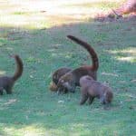 Bisote - Nasenbären, was sonst? Coati
