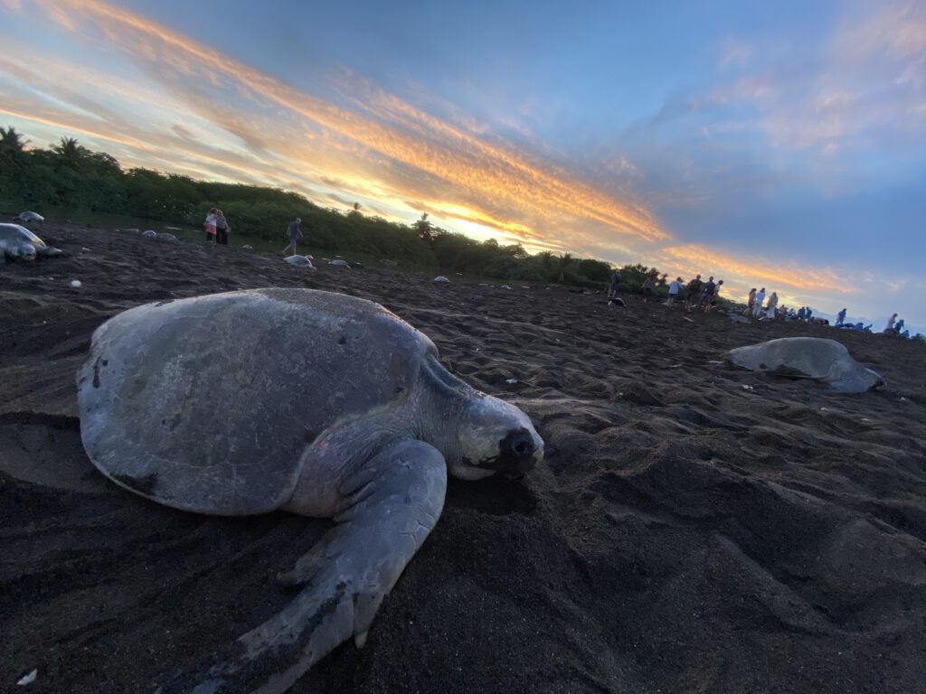 Die arribada der Schildkröten in Ostional-Costa-Rica Auf der Suche nach einem Platz zum Nisten...