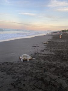 Die arribada der Schildkröten in Ostional-Costa-Rica Die Schildkröten schwimmen zurück ins Meer