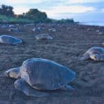 Schildkröten in Ostional-Costa Rica