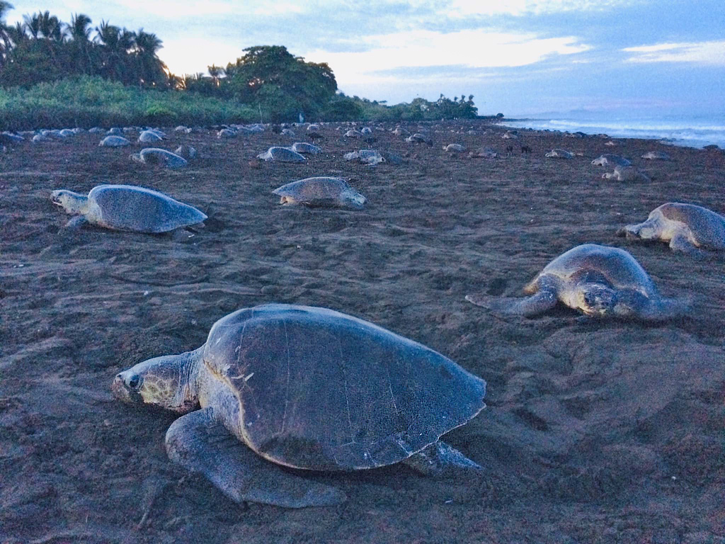 Die arribada der Schildkröten in Ostional-Costa-Rica