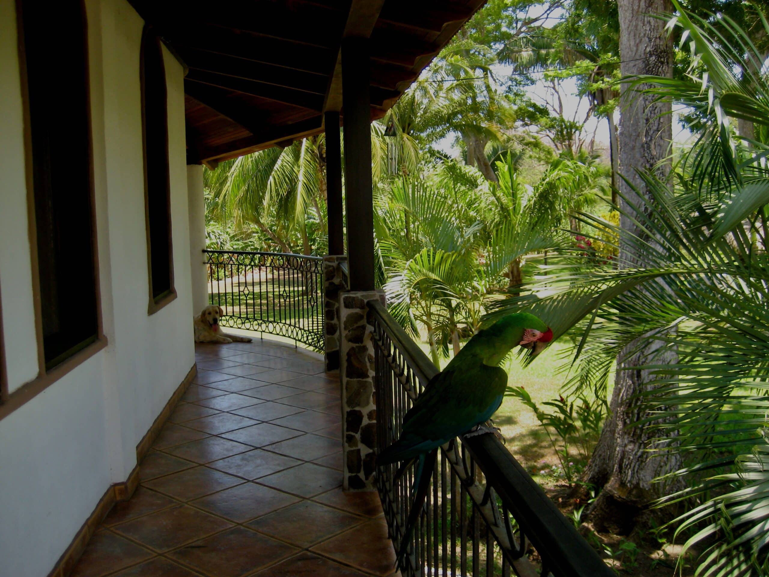 Papagei Hotel Costa Rica Angebot Papagei Costa Hotel